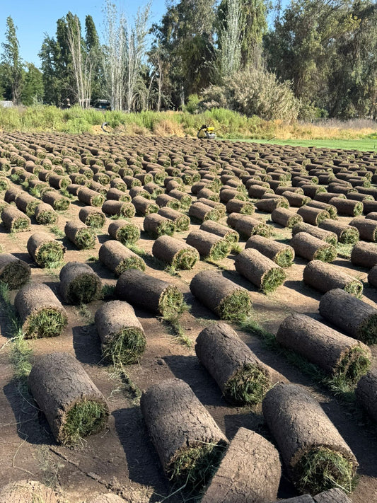 Pasto Alfombra Natural PREMIUM