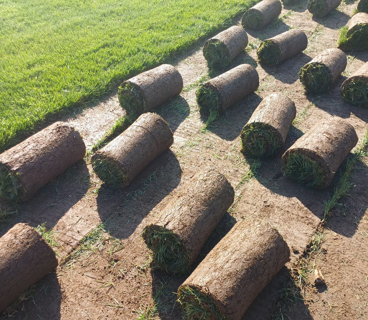 Pasto Alfombra Natural PREMIUM