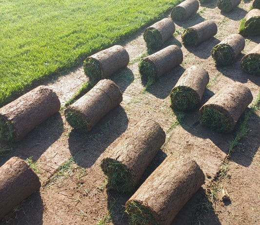 Pasto Alfombra Natural PREMIUM